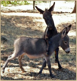 Mossy Oak's Yosemite Sam & Lucky playing