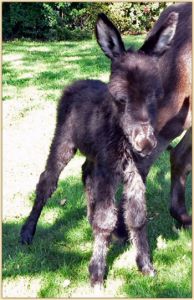 Click photo of miniature donkey to enlarge