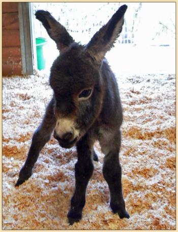 miniature donkey