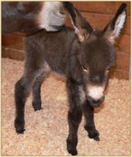 miniature donkey