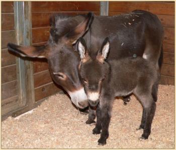 miniature donkey