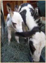 Click photo of miniature donkey to enlarge image