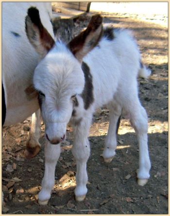 Click photo of miniature donkey to enlarge image