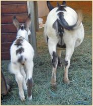 Click photo of miniature donkey to enlarge image