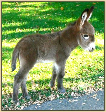 Lickity Split's 2012 Jack Foal