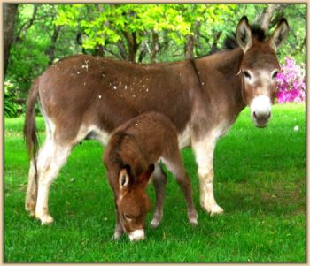 Mossy Oak's Ruby Slippers