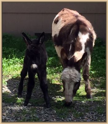 Mossy Oak's Lil Buckaroo, True Black Jack