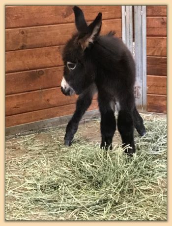 Mossy Oak's Karioke, miniature donkey for sale