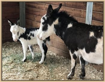 Mossy Oak's Oh Oh Domino, black and white spotted jack