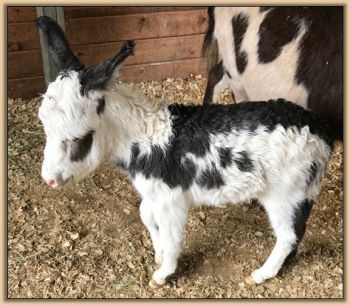 Mossy Oak's Oh Oh Domino, black and white spotted jack