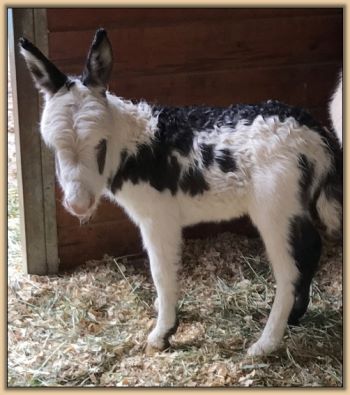 Mossy Oak's Oh Oh Domino, black and white spotted jack