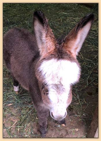 miniature donkey for sale