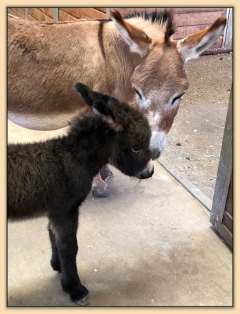 Mossy Oaks Glory Bee, brown miniature donkey jennet for sale.