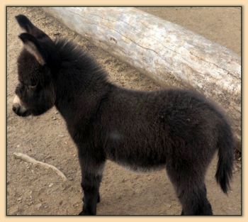 Mossy Oaks Glory Bee, brown miniature donkey jennet for sale.