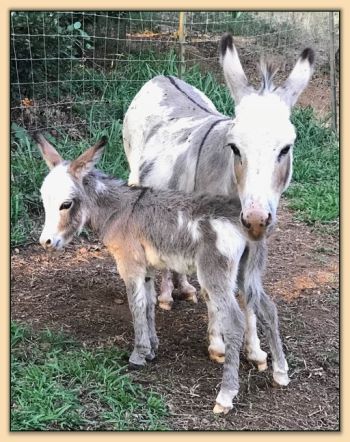 Mossy Oaks Lil Moonpie, spotted jennet for sale at Mossy Oaks Miniature Donkey Farm.