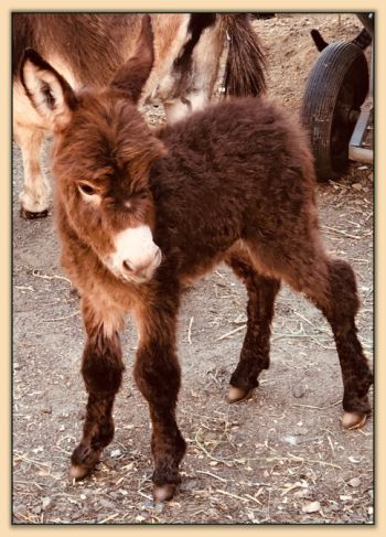 Mossy Oaks My Wild Irish Rose, miniature donkey jennet for sale!