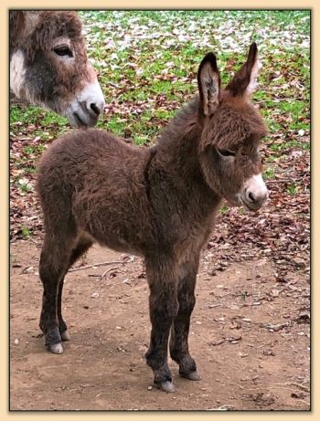 Mossy Oaks My Wild Irish Rose, miniature donkey jennet for sale!