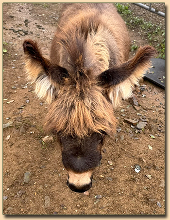 Itsy Bitsy, wooly jennet for sale