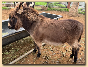 Itsy Bitsy, wooly jennet for sale