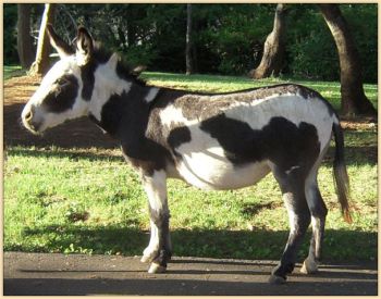 Click photo of miniature donkey to enlarge image