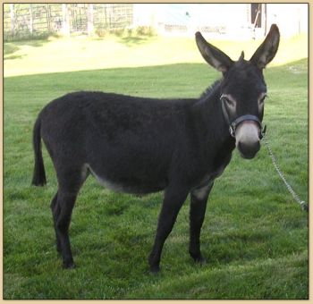 Ponderosa Donkey Farm Onyx