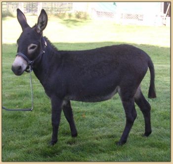 Ponderosa Donkey Farm Onyx