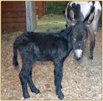 Jammie's 2010 Jack Foal