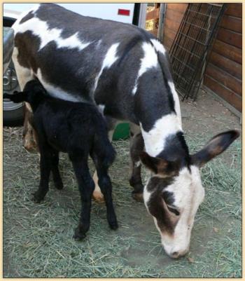 Jammie's 2010 Jack Foal