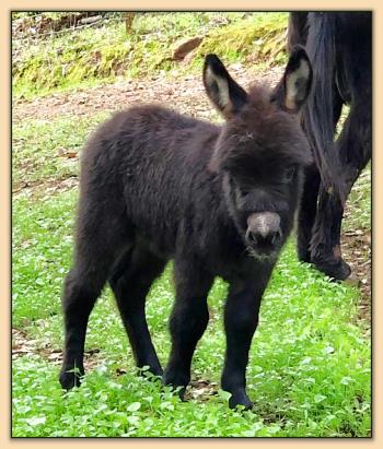 Mossy Oak's Fernando, Very Dark Brown Jack Miniature Donkey For Sale.