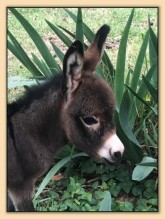 Mossy Oak's Lollipop, dark brown miniature donkey jennet for sale.