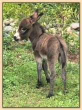 Mossy Oak's Lollipop, dark brown miniature donkey jennet for sale.