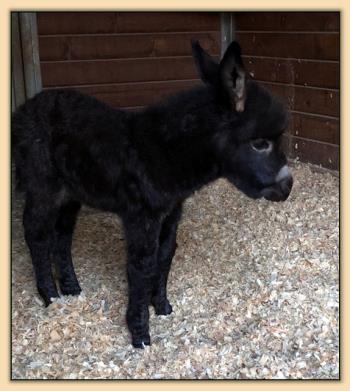 Mossy Oak's Surprise, black miniature donkey for sale.