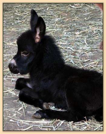 Mossy Oak's Surprise, black miniature donkey for sale.