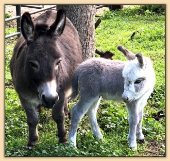 Mossy Oak's Sweet T, miniature donkey for sale at Mossy Oaks in California