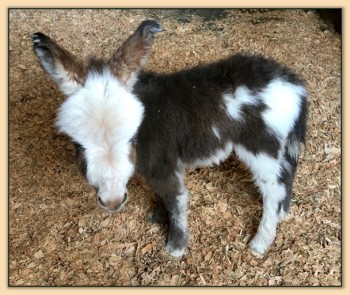 Mossy Oak's Bossa Nova, dark Spotted Jennet.