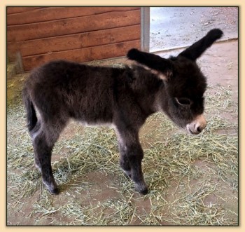 Mossy Oak's Pixie Stardust, miniature donkey at Mossy Oak's Farm in California.