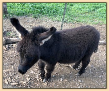 Mossy Oaks Tiffany, miniature donkey foal born at Mossy Oak's Farm in California.