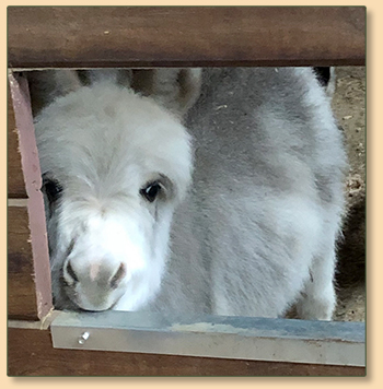 Mossy Oaks Oopsy Daisy, spotted miniature donkey for sale.