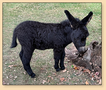 Mossy Oak's Cup O' Joe, Black Miniature Donkey Jack for sale.