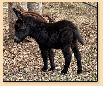 Mossy Oak's Cup O' Joe, Black Miniature Donkey Jack for sale.