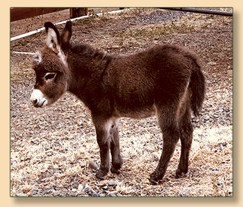 Mossy Oaks Li'l Junebug, miniature donkey future brood jennet at Mossy Oaks Miniature Donkeys in California.