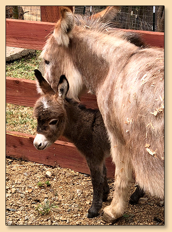 Mossy Oaks Li'l Junebug, miniature donkey future brood jennet at Mossy Oaks Miniature Donkeys in California.