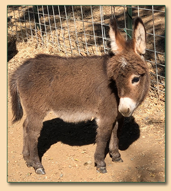 Mossy Oaks Li'l Junebug, miniature donkey future brood jennet at Mossy Oaks Miniature Donkeys in California.