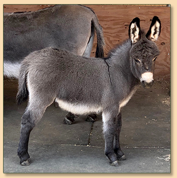 Mossy Oak's Zoomy Zeus, miniature donkey for sale at Mossy Oaks Miniature Donkeys.