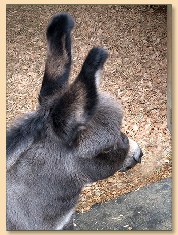 Mossy Oak's Zoomy Zeus, miniature donkey for sale at Mossy Oaks Miniature Donkeys.