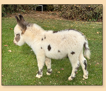 Mossy Oak's Just A Gigalo (Zibby), spotted miniature donkey jack for sale.