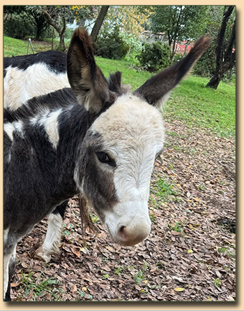 Dark Spotted Miniature Donkey Jack For Sale