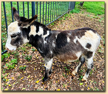 Dark Spotted Miniature Donkey Jack For Sale