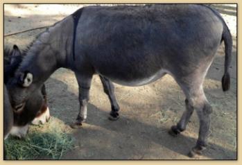 Goulet's Ranch Summer