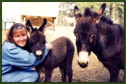 Miniature Donkeys and adults